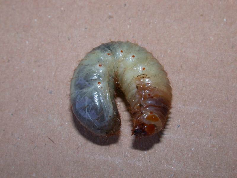Larva di maggiolino Melolontha melolontha